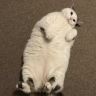 MeowiamaCAT
